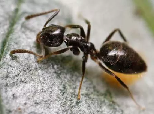 Hormiga Dom&eacute;stica Apestosa